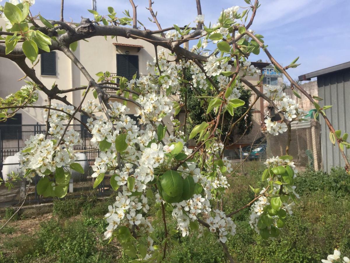 Il Giardino Di Nonno Agostino Bed and Breakfast Castellammare di Stabia Eksteriør billede