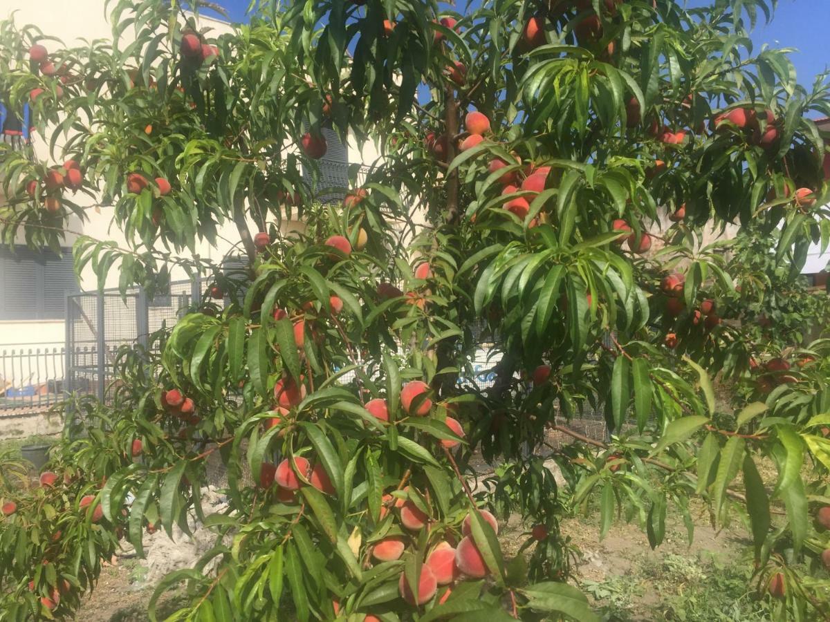 Il Giardino Di Nonno Agostino Bed and Breakfast Castellammare di Stabia Eksteriør billede