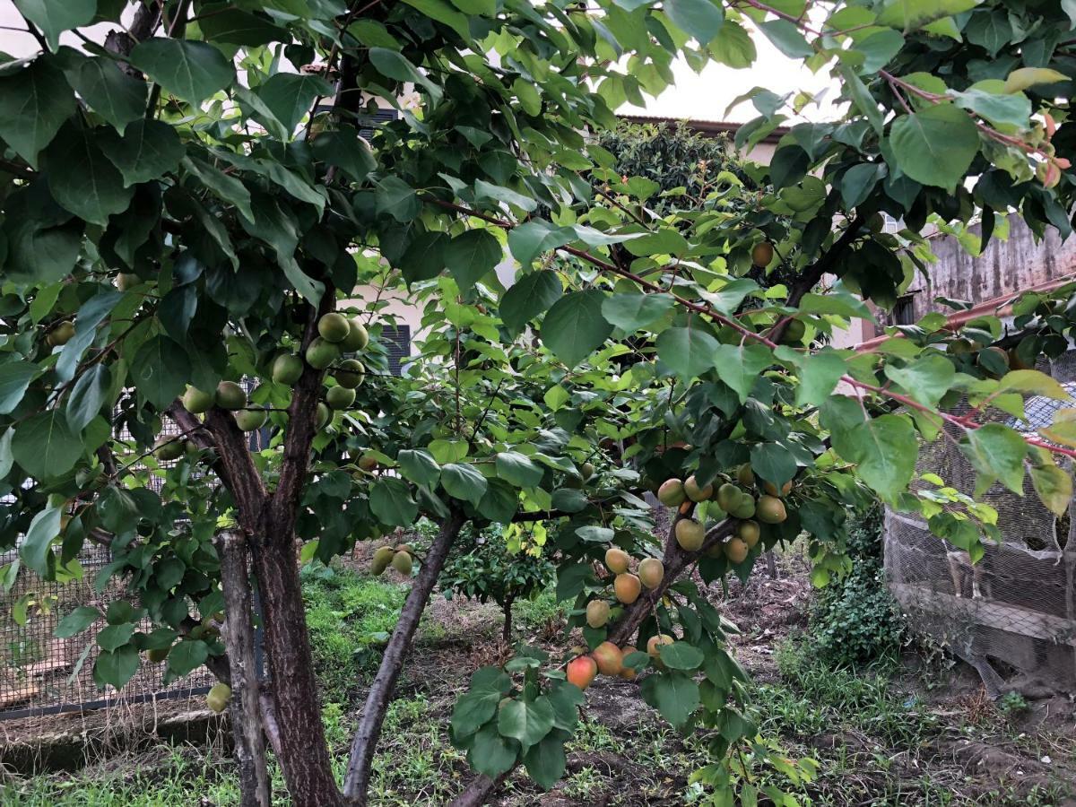 Il Giardino Di Nonno Agostino Bed and Breakfast Castellammare di Stabia Eksteriør billede